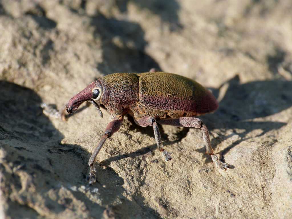 Lixomorphus algirus (Curculionidae) - Tolfa (RM)